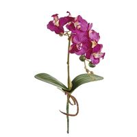 Phalaenopsis m. rod, pink